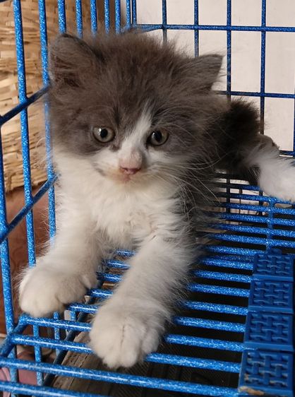 สก็อตติช โฟลด์ (Scottish Fold) สก็อตติชเปอร์เซียเพศผู้