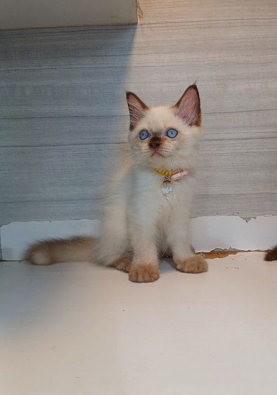 เปอร์เซีย (Persian) แมวหิมาลายัน เพศผู้ ปลายหางสะดุด วัคซีนแล้ว1เข็มก่อนย้ายตรวจหัดแมวฟรีรับประกันเอดส์แมวกับรูคีเมียคะ