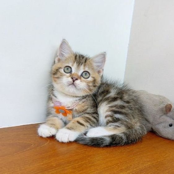สก็อตติช โฟลด์ (Scottish Fold) แมสสก๊อตติสโฟร์ สายพันธุ์แท้ คุณภาพ