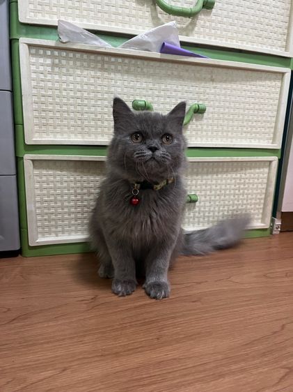 สก็อตติช โฟลด์ (Scottish Fold) ดช สก็อตติชสีบลูอายุ4เดือน