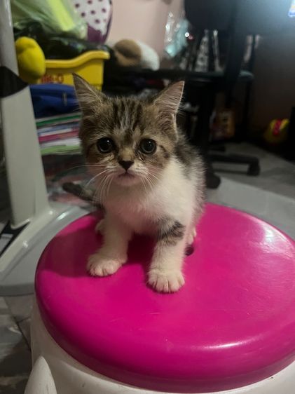 สก็อตติช โฟลด์ (Scottish Fold) ลูกแมวสกอตติชวัยกำลงซน