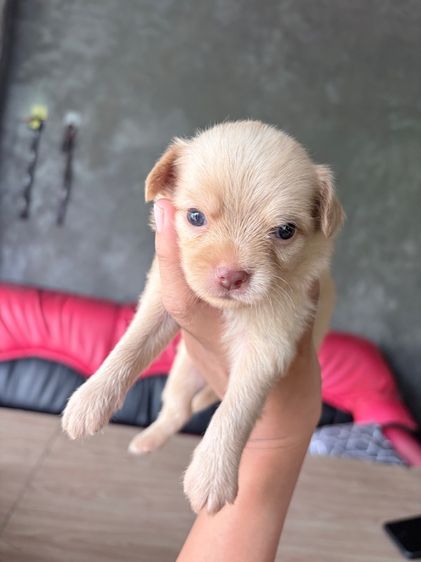 ชิวาวา (Chihuahua) เล็ก ชิวาวา