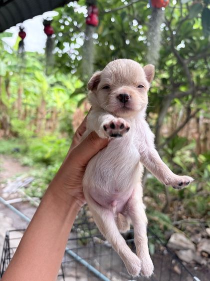 ชิวาวา (Chihuahua) เล็ก ชิวาวา