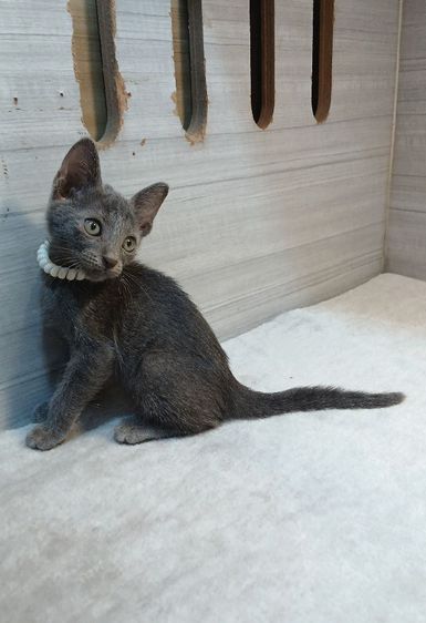 โคราช (Korat) แมวสีสวาด แมวโคราช แมวสีเทา เพศเมีย ตรวจหัดให้ก่อนย้ายรับประกันเอดส์แมวกับรคีเมียคะ