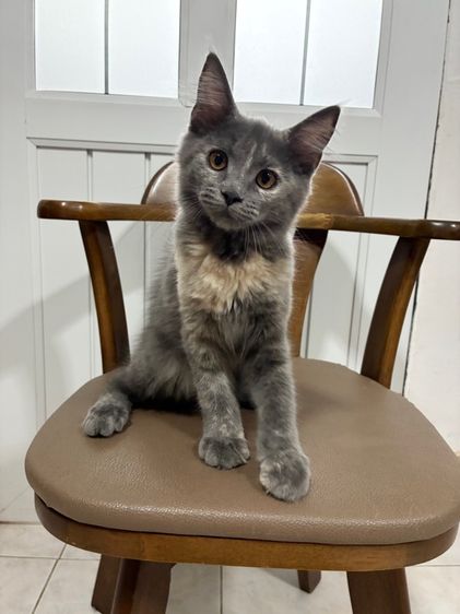 เมนคูนผสม