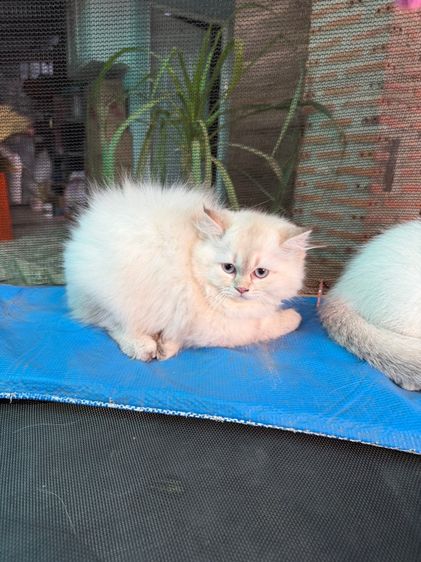 บริติช ชอร์ตแฮร์ (British Shorthair) แมวบริติช