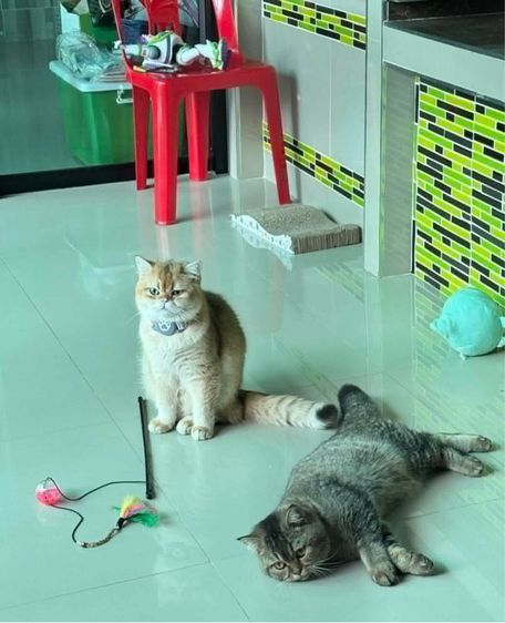 แมวบริติช ชอร์ตแฮร์ รูปที่ 10