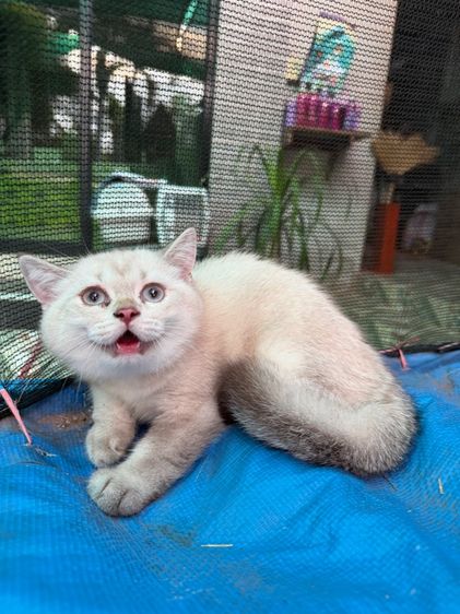 แมวบริติช ชอร์ตแฮร์ รูปที่ 3