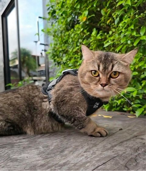 แมวบริติช ชอร์ตแฮร์ รูปที่ 12