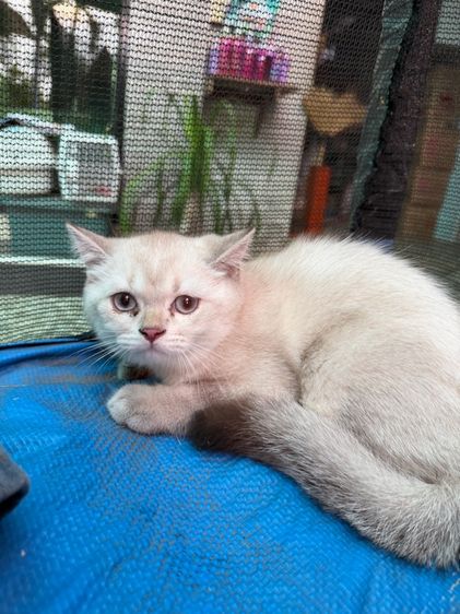 บริติช ชอร์ตแฮร์ (British Shorthair) แมวบริติช ชอร์ตแฮร์