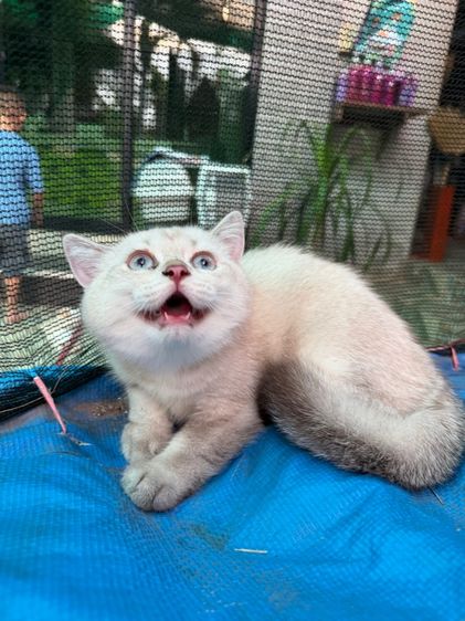 แมวบริติช ชอร์ตแฮร์ รูปที่ 4