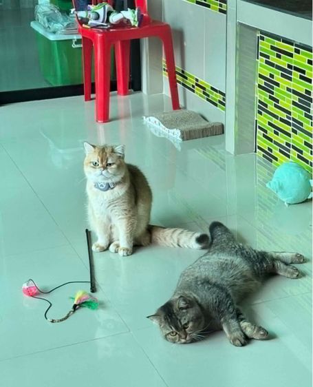 แมวบริติช ชอร์ตแฮร์ รูปที่ 13