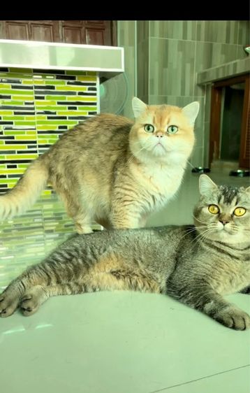 แมวบริติช ชอร์ตแฮร์ รูปที่ 9