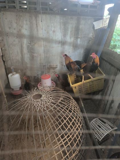 มีไก่หนุ่มขาย 4ตัว
