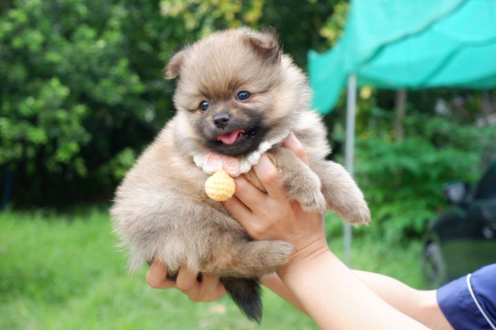 ปอมเมอเรเนียน (Pomeranian) เล็ก น้องปอม 