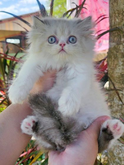 เปอร์เซีย (Persian) เปอร์เซียแท้หญิง