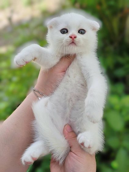 สก็อตติช โฟลด์ (Scottish Fold) สก็อตติชแท้