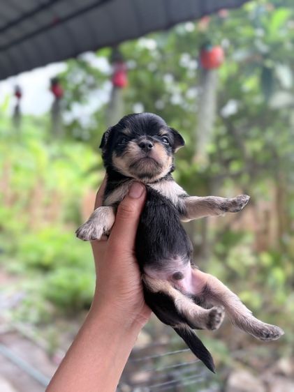 ชิวาวา (Chihuahua) เล็ก ชิวาวา