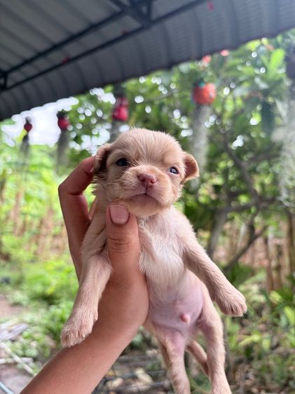 ชิวาวา (Chihuahua) เล็ก ชิวาวา