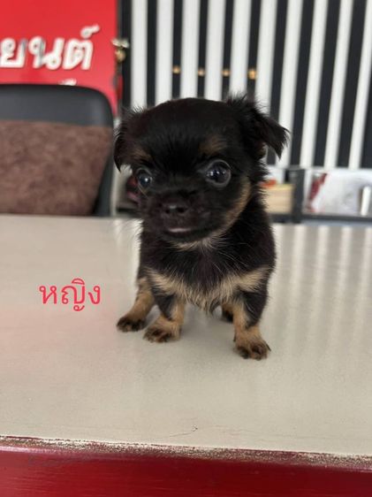 ชิวาวาขนยาว