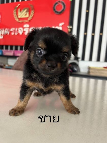ชิวาวาขนยาว รูปที่ 2