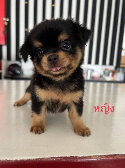 ชิวาวาขนยาว รูปที่ 4