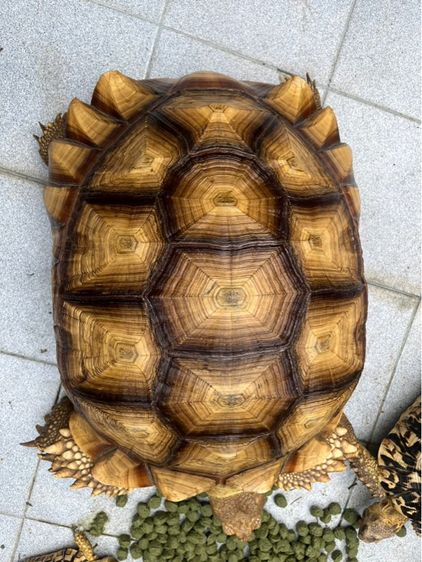 เต่าซูคาต้า รูปที่ 4