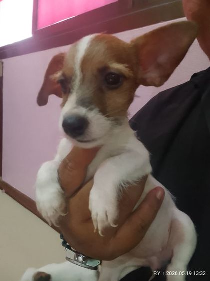แจ็ค รัสเซลล์ (Jack Russell) เล็ก ลูกสุนัขพันธุ์ jack