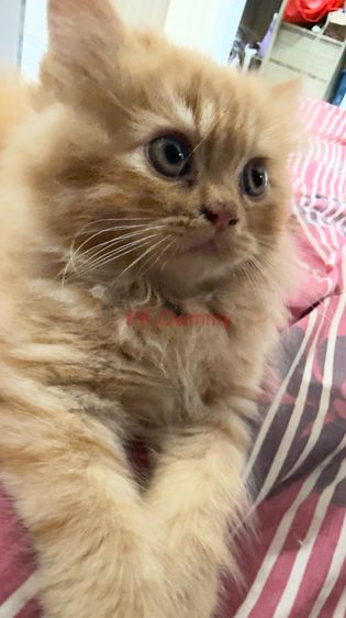 เปอร์เซีย (Persian) ลูกแมว