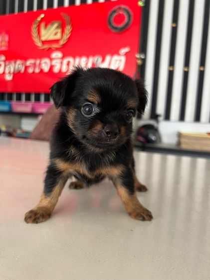 ชิวาวาขนยาว รูปที่ 3