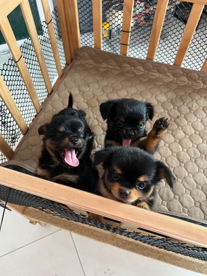 ชิวาวา (Chihuahua) เล็ก ชิวาวาขนยาว