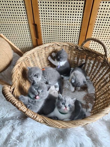 บริติช ชอร์ตแฮร์ (British Shorthair) แมวบริติชช็อตแฮร์