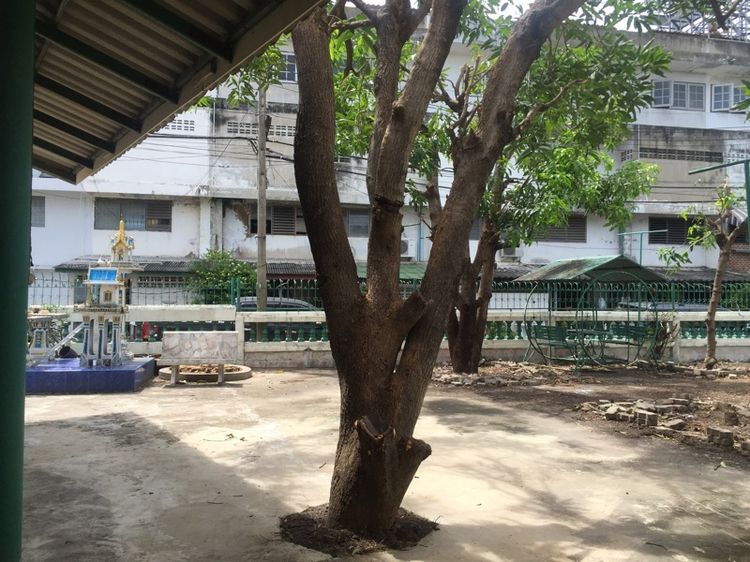 อื่นๆ ไม่มี 2015 ไม่ใช่ ขายบ้านเดี่ยว หมู่บ้านปทุมทอง 212 ตรว. รูปที่ 4