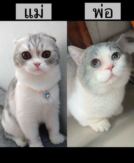 ตามหาคุณแม่ใจดี