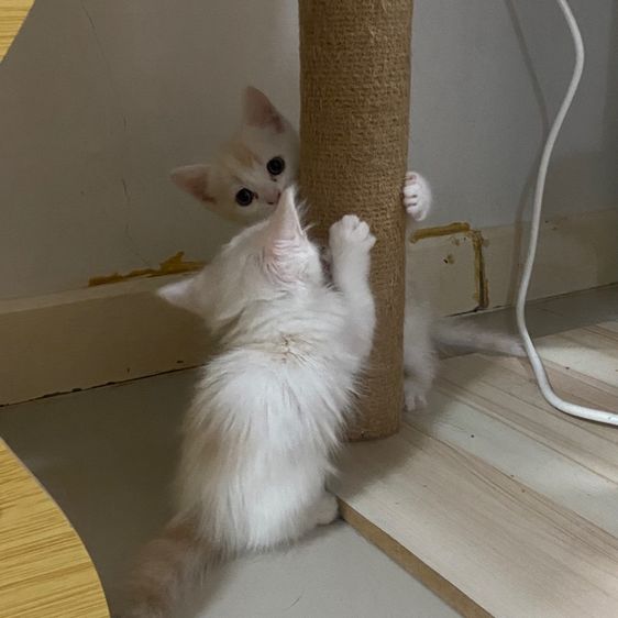 ลูกแมวสกอตติส รูปที่ 4