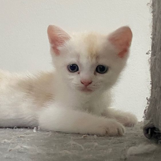 สก็อตติช โฟลด์ (Scottish Fold) ลูกแมวสกอตติส