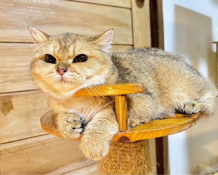 บริติช ชอร์ตแฮร์ (British Shorthair) บริติช