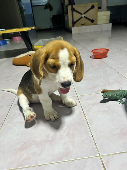 บีเกิล (Beagle) เล็ก บีเกิ้ล