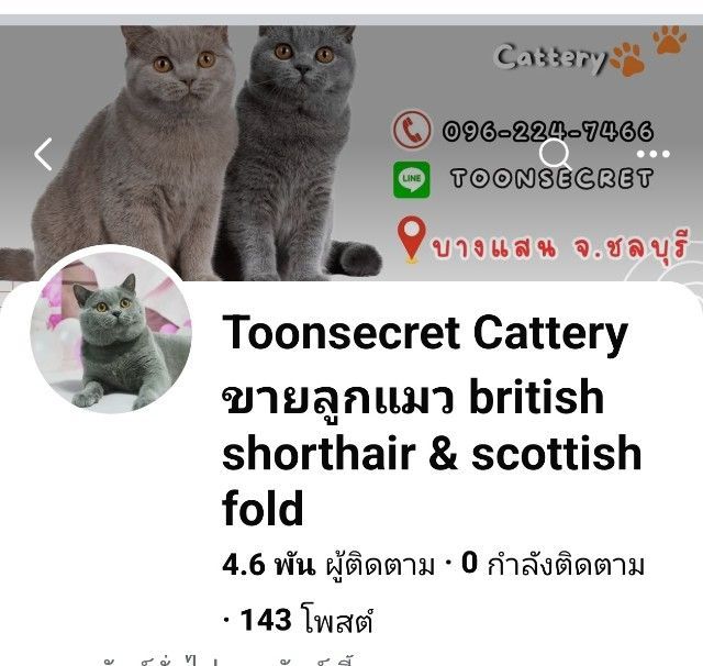   สก๊อตติช ลดราคา ด่วน  รูปที่ 13