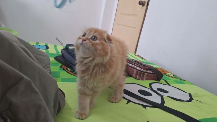 สก็อตติช โฟลด์ (Scottish Fold) แมวสก้อตติชขนยาว หูพับ เพศเมีย แมวเพื่อนฝากขายสนใจโทรไปคุยกันเองได้คะ