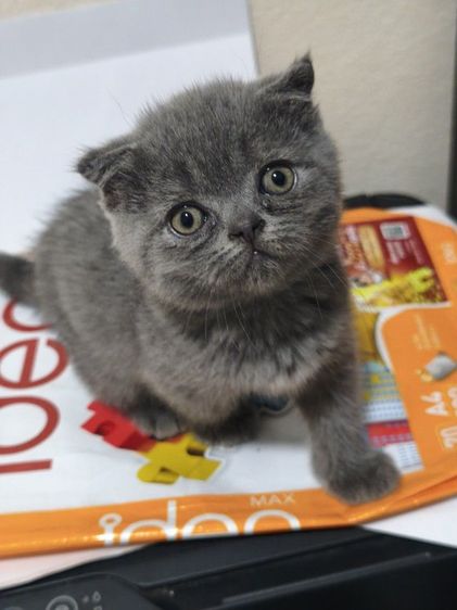 สก๊อตติช ดช.บลู
