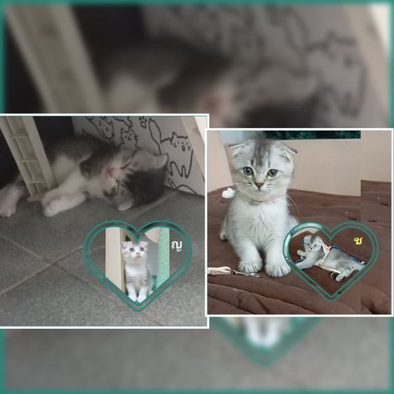 สก็อตติช โฟลด์ (Scottish Fold) แมว สกอตติช สีเทา🐾