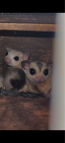 ชูก้าพ่อแม่พันธุ์พร้อมลูกแฝด