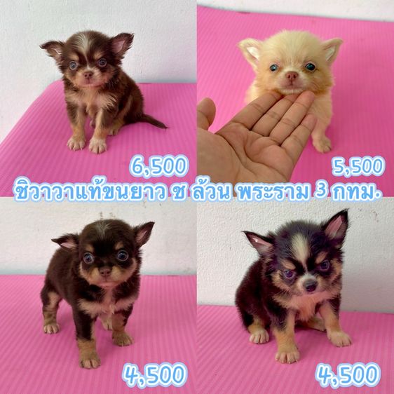 ชิวาวา (Chihuahua) เล็ก ชิวาวาแท้ขนยาว มีทั้ง ผู้ เมีย เกรดสวย