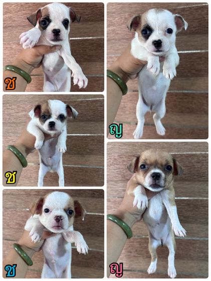 ชิวาวา (Chihuahua) เล็ก ชิวาว่า