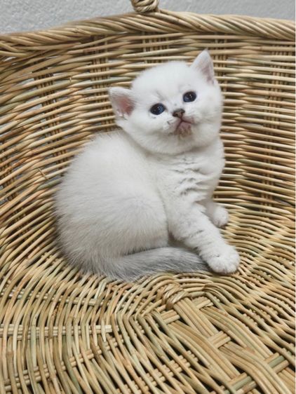 ลูกแมวบริติช รูปที่ 4