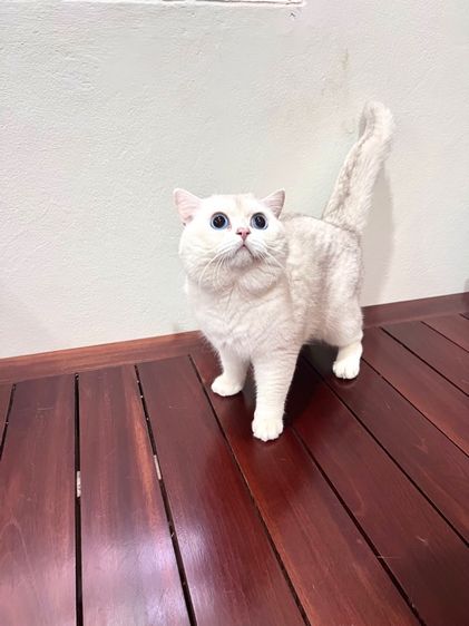 ลูกแมวบริติช รูปที่ 6
