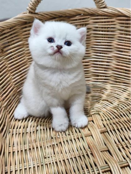 ลูกแมวบริติช