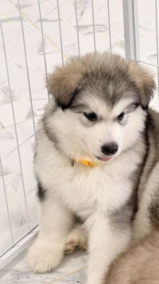 ไซบีเรียน ฮัสกี้ (Siberian Husky) กลาง ไซบีเรียนแท้ รายตัวและเหมาคอก