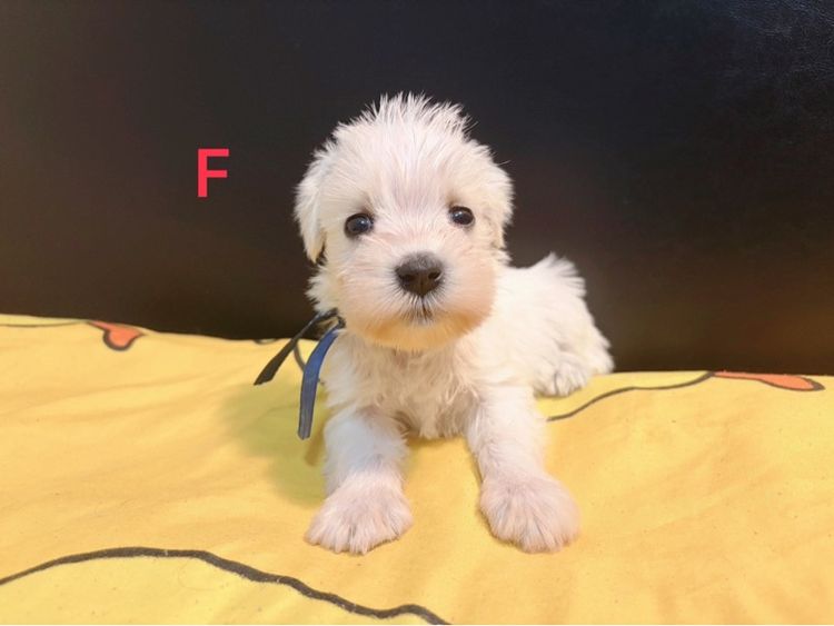 ชเนาเซอร์ (Schnauzer) เล็ก ชเนาเซอร์สีขาว สายแบ๊ว